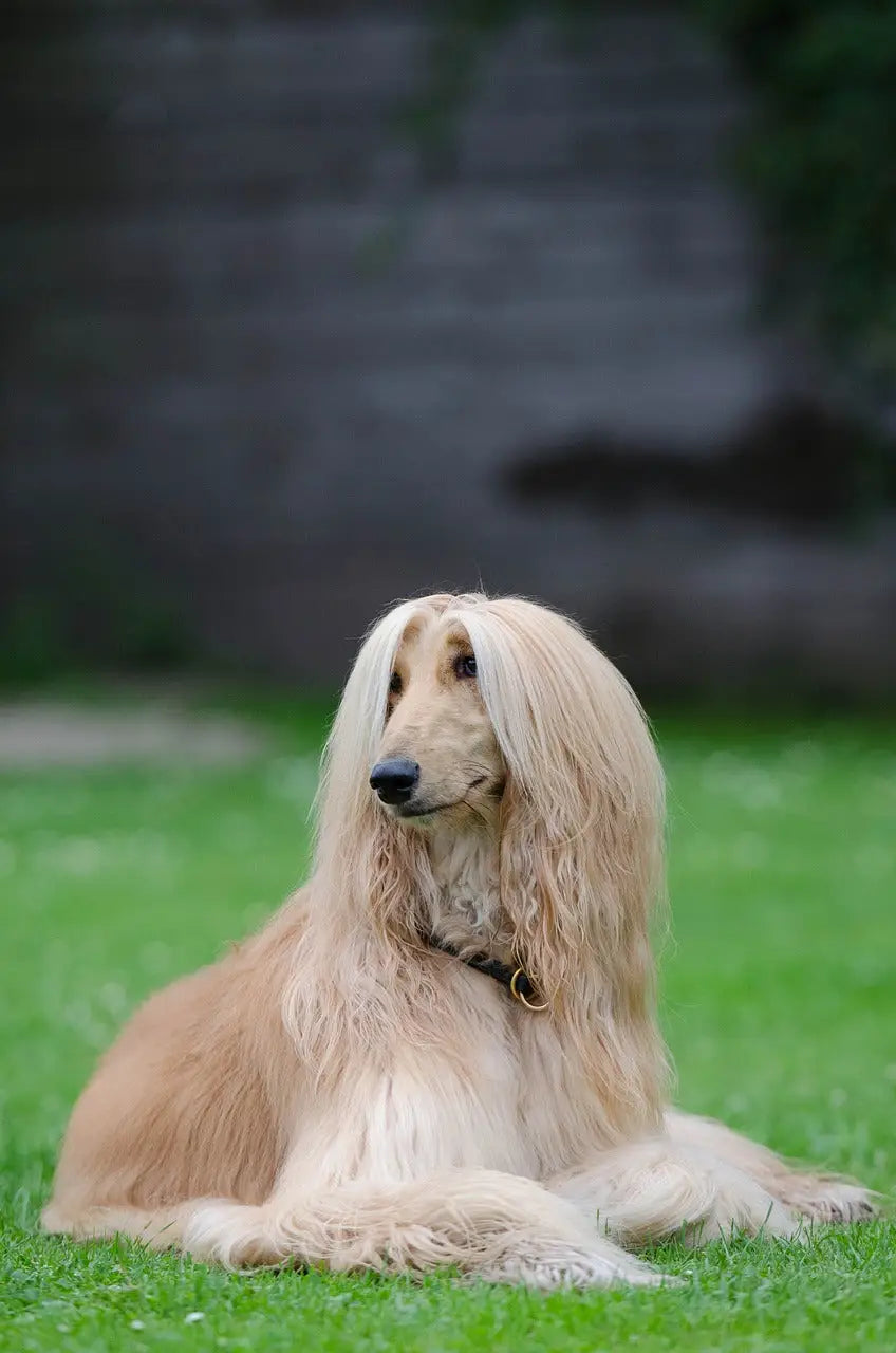Breed Snapshot - The Afghan Hound